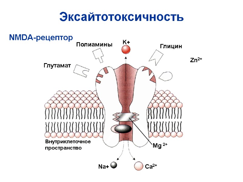 Эксайтотоксичность Ca2+ Na+ K+ Zn2+ Глутамат Mg 2+ Глицин Внутриклеточное пространство NMDA-рецептор Полиамины